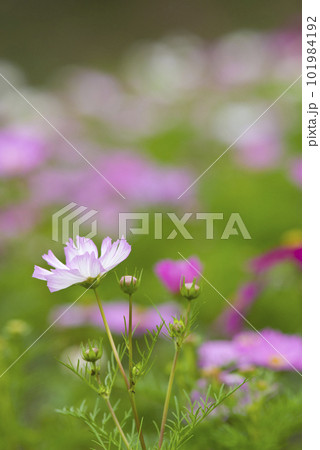 コスモス畑にコスモスの花が咲いています。 コスモス畑にコスモスの花が咲いています。 101984192