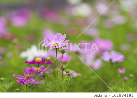 コスモス畑にコスモスの花が咲いています。 コスモス畑にコスモスの花が咲いています。 101984193