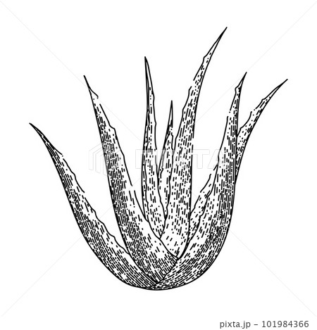 aloe vera plant sketch hand drawn vector 101984366