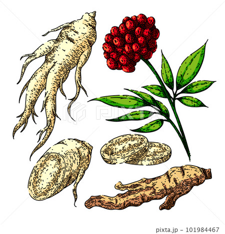 ginseng root set sketch hand drawn vector ginseng root set sketch hand drawn vector 101984467