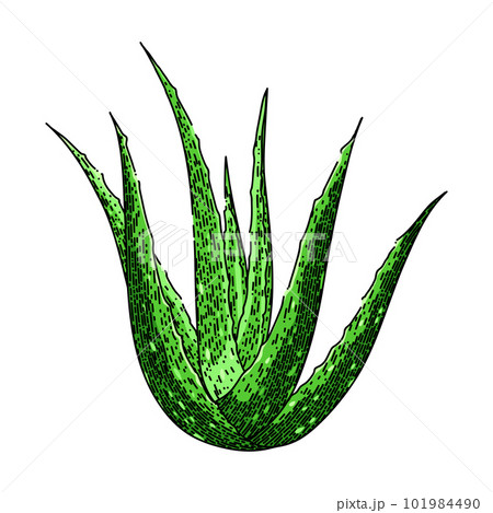 Buy house plants now Aloe vera | Bakker.com