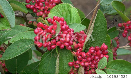 Unripe fruits of woolly snowball, Viburnum lantana Unripe fruits of woolly snowball, Viburnum lantana 101984525