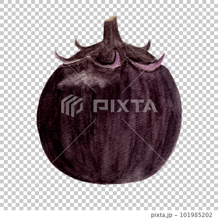 手繪水彩插圖的田間茄子 101985202