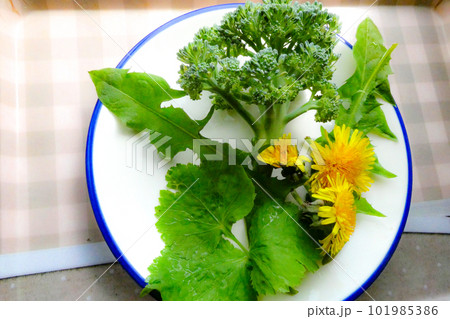 庭で取れた野菜 無農薬のガーデニングの収穫 タンポポも野菜 庭で取れた野菜 無農薬のガーデニングの収穫 タンポポも野菜 101985386