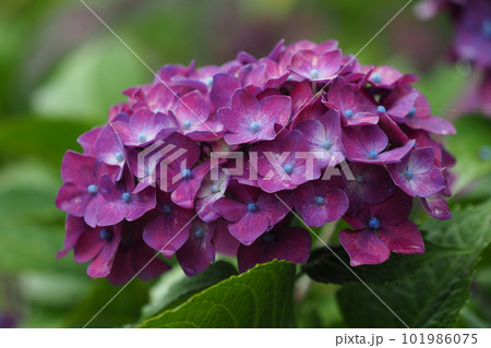 梅雨イメージ(アジサイ:水滴つき) 梅雨イメージ(アジサイ:水滴つき) 101986075