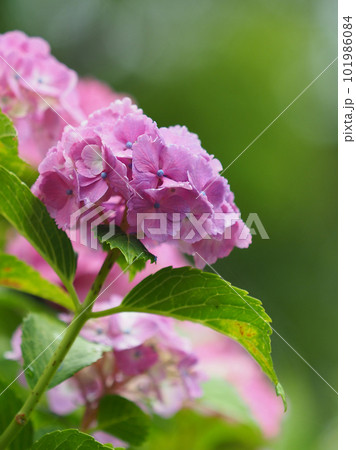 梅雨イメージ（アジサイ：水滴つき） 101986084