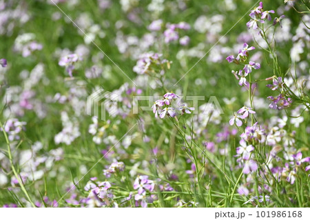 ダイコンの花 (Japanese radish) 101986168