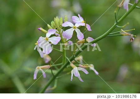 ダイコンの花 (Japanese radish) 101986176