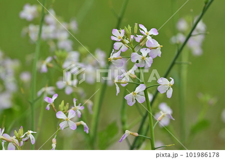 ダイコンの花 (Japanese radish) 101986178