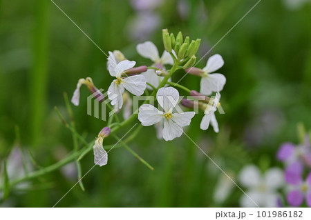 ダイコンの花 (Japanese radish) ダイコンの花 (Japanese radish) 101986182
