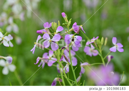 ダイコンの花 (Japanese radish) ダイコンの花 (Japanese radish) 101986183