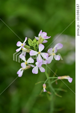 ダイコンの花 (Japanese radish) ダイコンの花 (Japanese radish) 101986187