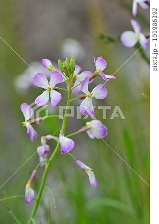 ダイコンの花 (Japanese radish) ダイコンの花 (Japanese radish) 101986192