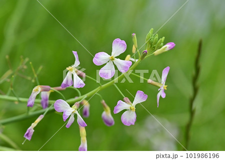 ダイコンの花 (Japanese radish) ダイコンの花 (Japanese radish) 101986196