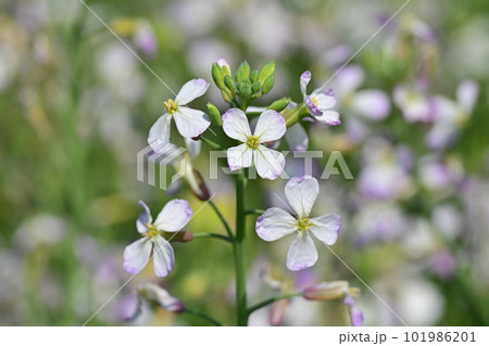 ダイコンの花 (Japanese radish) 101986201
