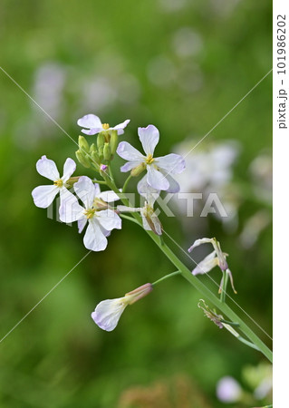 ダイコンの花 (Japanese radish) 101986202