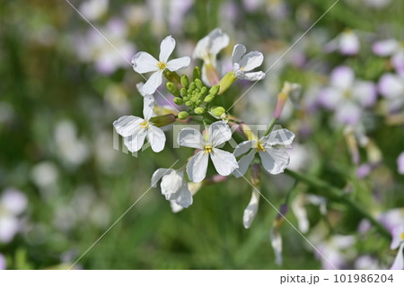 ダイコンの花 (Japanese radish) 101986204