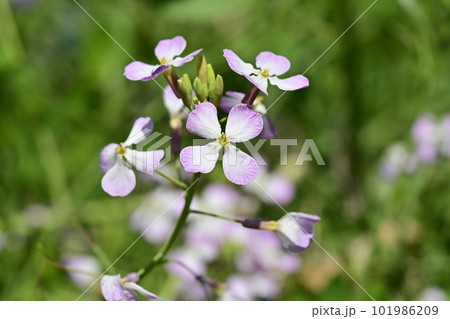ダイコンの花 (Japanese radish) 101986209