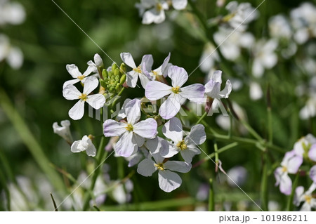ダイコンの花 (Japanese radish) ダイコンの花 (Japanese radish) 101986211