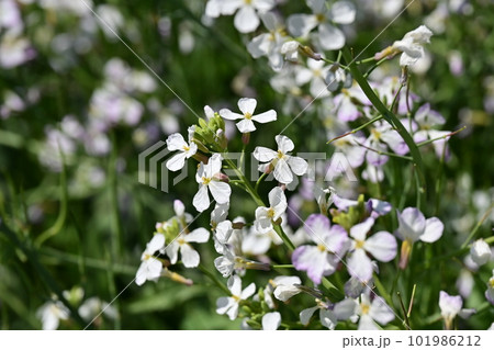 ダイコンの花 (Japanese radish) ダイコンの花 (Japanese radish) 101986212