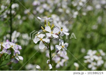 ダイコンの花 (Japanese radish) 101986224