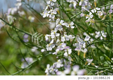 ダイコンの花 (Japanese radish) 101986226