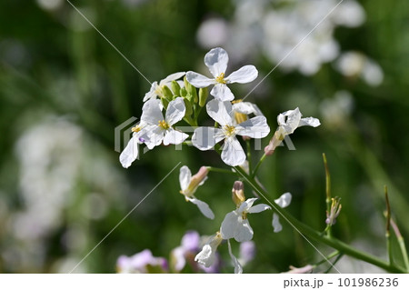ダイコンの花 (Japanese radish) 101986236