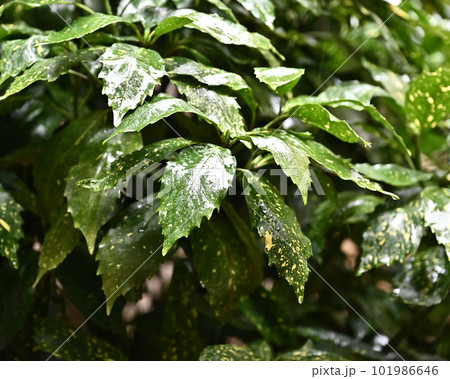 梅雨イメージ（フイリアオキ：水滴つき） 101986646