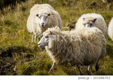 Icelandic Sheep Graze in the Mountain Meadow near Ocean Coastline, Group of Domestic Animal in Pure and Clear Nature. Ecologically Clean Lamb Meat and Wool Production. Scenic Area 101986701