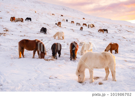 Horses In Winter. Rural Animals in Snow Covered Meadow. Pure Nature in Iceland. Frozen North Landscape. Icelandic Horse is a Breed of Horse Developed in Iceland.  101986702