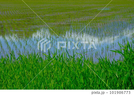 北アルプス 田植えの頃 北アルプス 田植えの頃 101986773