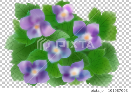 Shirane Aoi flower card 1 101987098