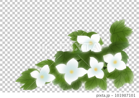 Shirane Aoi flower card 2 101987101