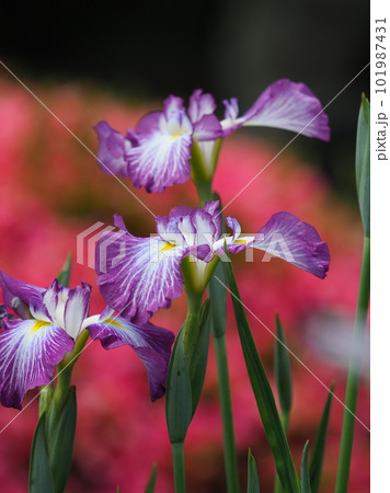 Japanese iris(ハナショウブ:花菖蒲) Japanese iris(ハナショウブ:花菖蒲) 101987431