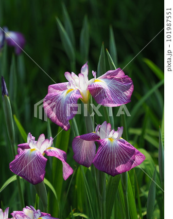 ハナショウブ（Japanese iris） 101987551