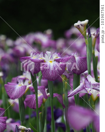 ハナショウブ（Japanese iris） 101987561