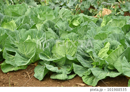キャベツ畑：cabbage patch 101988535