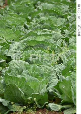キャベツ畑：cabbage patch 101988536