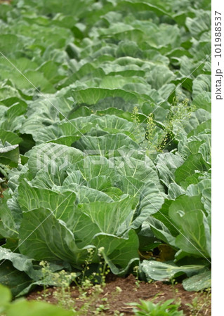 キャベツ畑:cabbage patch キャベツ畑:cabbage patch 101988537