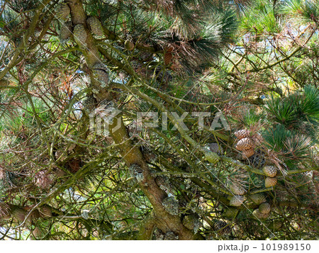 There are a lot of cones on a branch of a coniferous tree. There are a lot of cones on a branch of a coniferous tree. 101989150