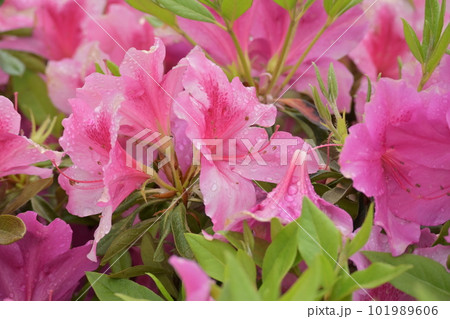 ツツジ　(雨上がり水滴つき) 101989606