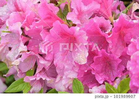 ツツジ　(雨上がり水滴つき) 101989607