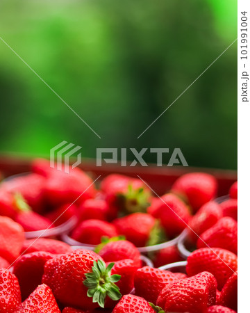 Strawberries packaged in box, sweet ripe perfect strawberry harvest, organic garden and agriculture 101991004