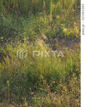 荒地　草原　野原　雑草　土地　vacant lot 101991065