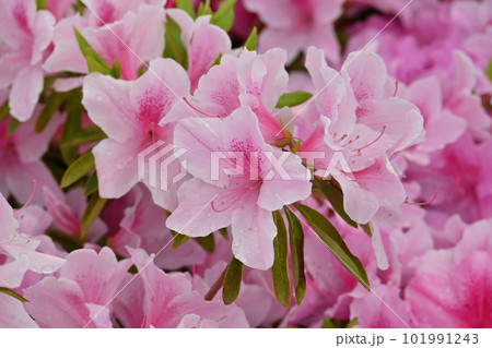 azalea with raindrops 101991243