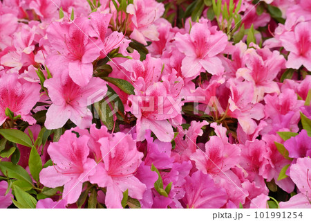 azalea with raindrops azalea with raindrops 101991254