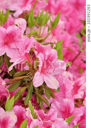 azalea with raindrops azalea with raindrops 101991263