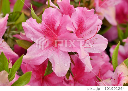 azalea with raindrops azalea with raindrops 101991264