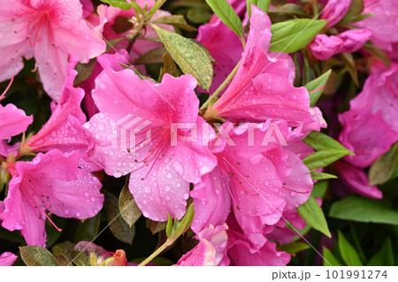 azalea with raindrops 101991274