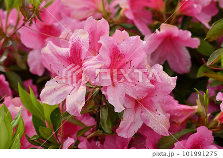 azalea with raindrops 101991275